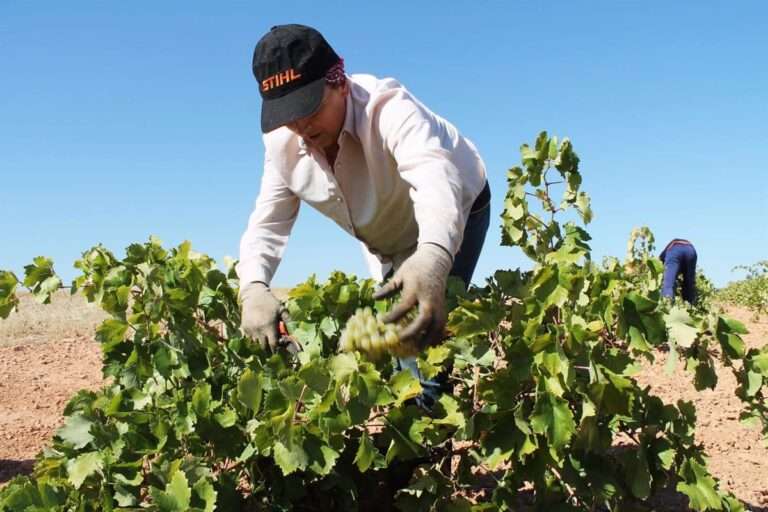 La campaña de aceite de oliva en Castilla-La Mancha cerró 2024 un 34 por ciento por encima de la anterior