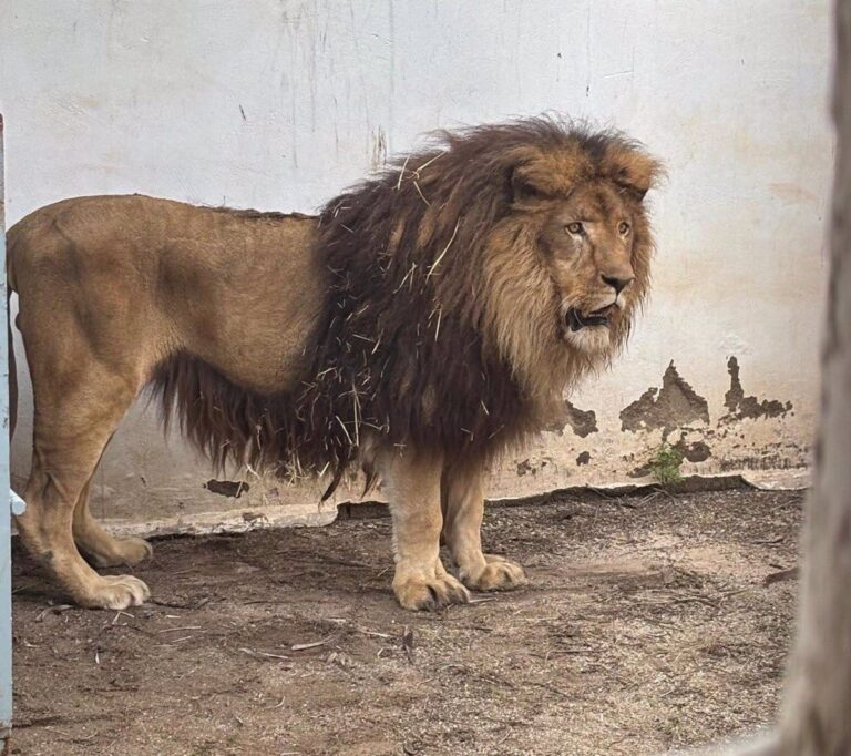 Acogen en Córdoba a 'Simba', un león del Centro de Conservación en Añover de Tajo afectado por las inundaciones