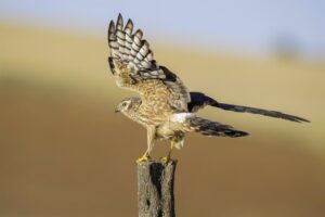 C-LM y organizaciones ecologistas buscan la implicación de los agricultores para proteger al aguilucho cenizo