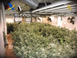 Desmantelada una plantación 'indoor' en una vivienda de Uceda (Guadalajara) con 670 plantas de marihuana