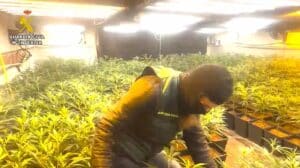 Diez detenidos e incautadas 10.000 plantas de marihuana en cultivos indoor de Madrid, Segovia y Guadalajara