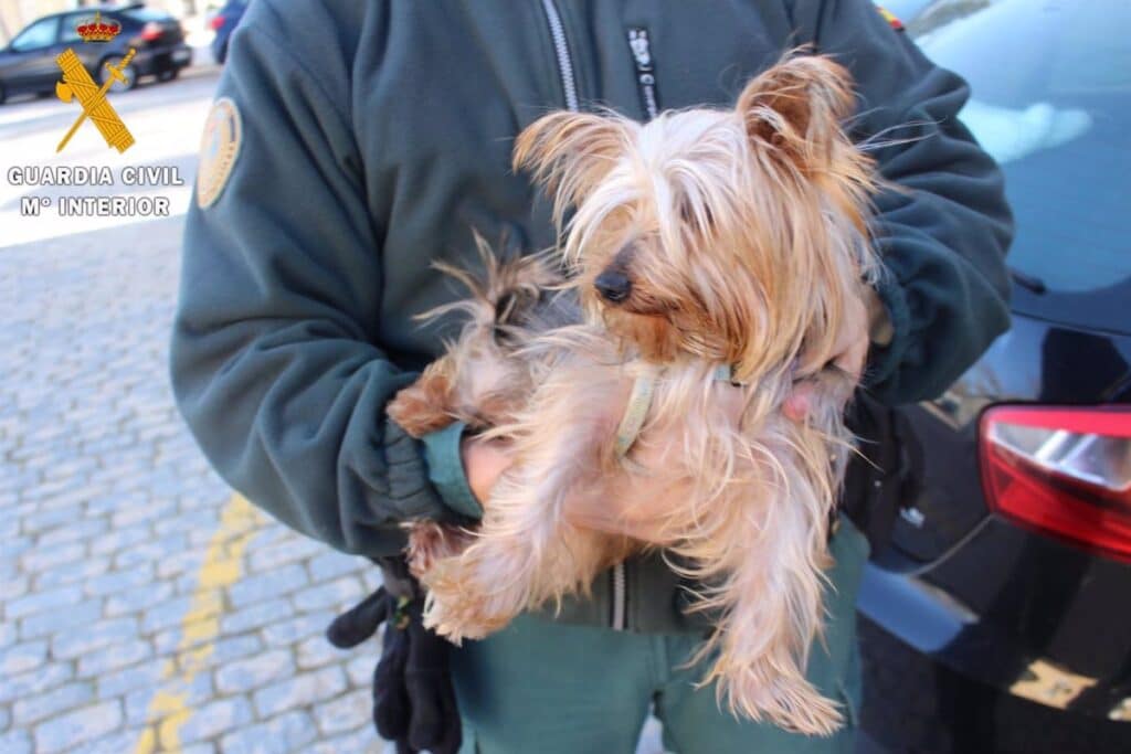 Investigados dos residentes en Toledo por maltrato animal y estafar con la venta de un Yorkshire Terrier