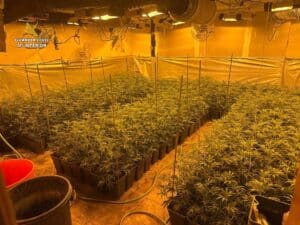 Guardia Civil localizan en el sótano de una casa de El Casar 463 plantas de marihuana y detiene a dos personas