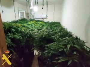 Piden 20.000 euros y dos años de prisión para un vecino de Elche de la Sierra que tenía 47 plantas de marihuana