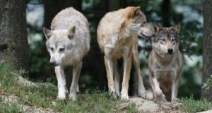 WWF señala a Castilla-La Mancha, Aragón y Andalucía como las regiones con peores políticas para la conservación del lobo