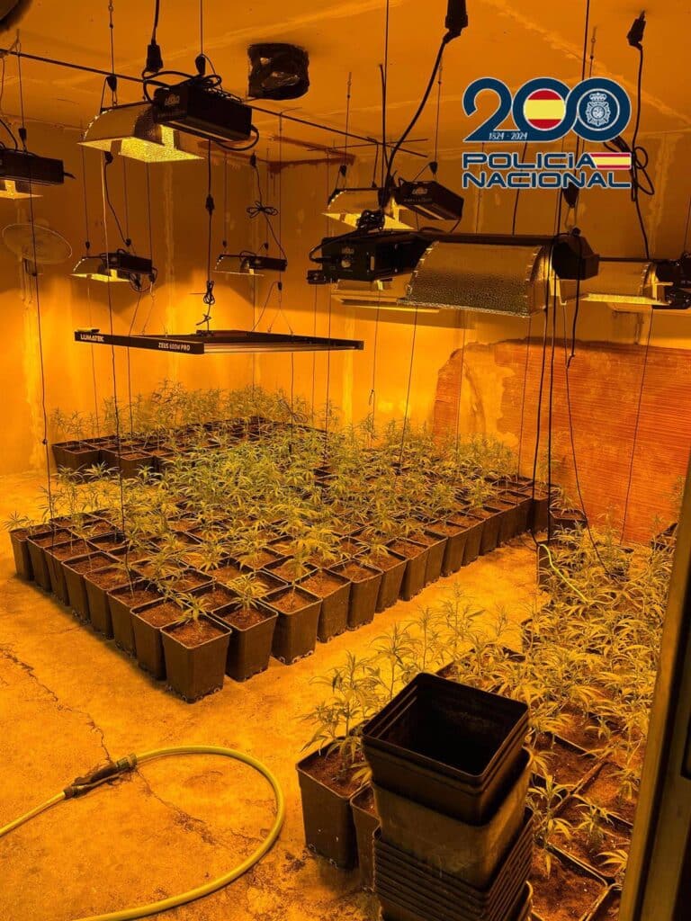 Desmantelan en La Mata (Toledo) un cultivo indoor de marihuana con más de 1.600 plantas