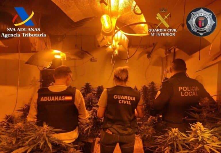 Incautan 800 plantas de marihuana valoradas en más de 265.000 euros en una vivienda en Torrejón del Rey