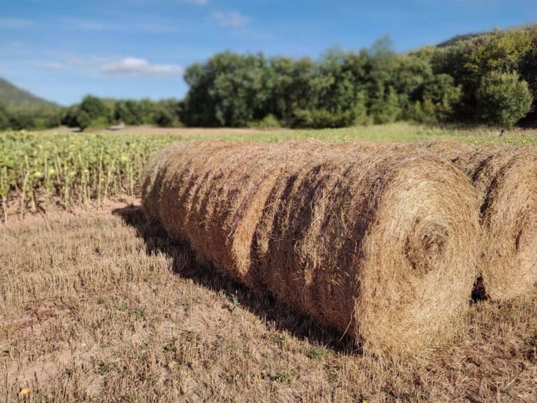La ayuda para el cultivo de girasol se recupera en C-LM "tras una década" con una inversión de 19,8 millones