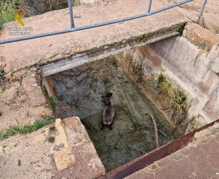 Rescatan un corzo que se había caído a un canal de abastecimiento de agua en el Parque Natural Lagunas de Ruidera