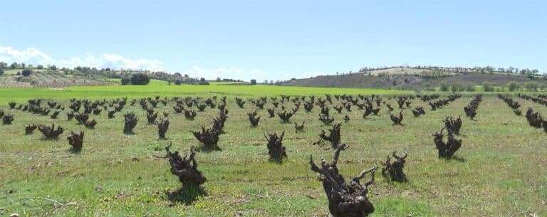 Bodegas La Era, trabajo artesano en Mondéjar que hace eternas viñas centenarias con labor ecológica y filosofía familiar