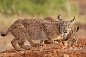 C-LM resalta su liderazgo en el censo del lince pero recuerda que "aún no es suficiente" para proteger a la especie