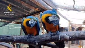 Cinco detenidos, 18 investigados y unas 30 especies incautadas a una red de tráfico de fauna protegida