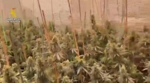 Desmanteladas dos plantaciones de marihuana en dos viviendas de Seseña y detenidas cuatro personas