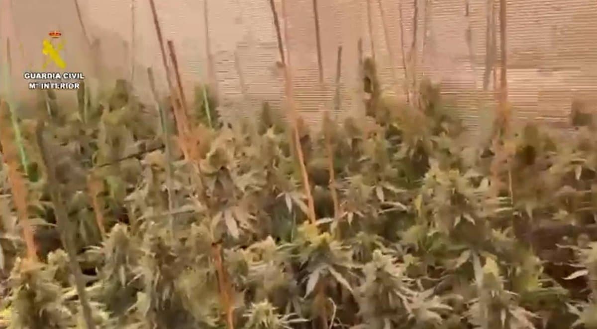 Desmanteladas dos plantaciones de marihuana en dos viviendas de Seseña y detenidas cuatro personas