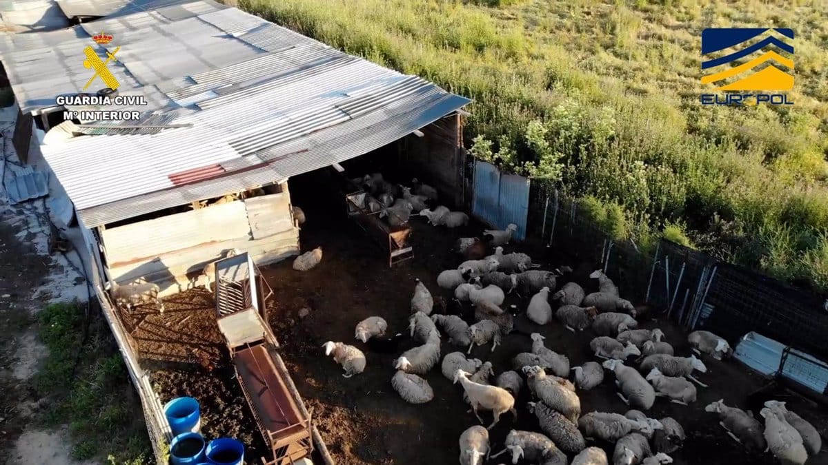 Desmantelan una red de mataderos clandestinos en Toledo, Ávila y Madrid que vendía carne sin control