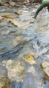 Ayuntamiento de Sacedón culpa a la CHT de la muerte de miles de carpas en el canal de Entrepeñas a Buendía