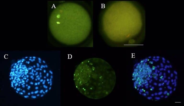 El grupo SaBio de la UCLM muestra en una investigación que el calor afecta a la reproducción de ovejas