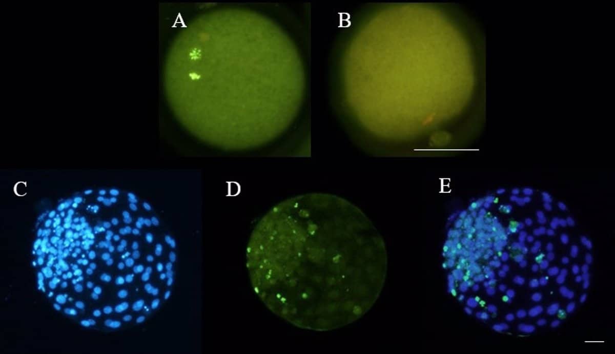 El grupo SaBio de la UCLM muestra en una investigación que el calor afecta a la reproducción de ovejas