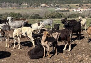 Ganaderos que promuevan bienestar animal podrán cobrar ayudas a partir de 2026 tras autorizarse inversión de 18 millones