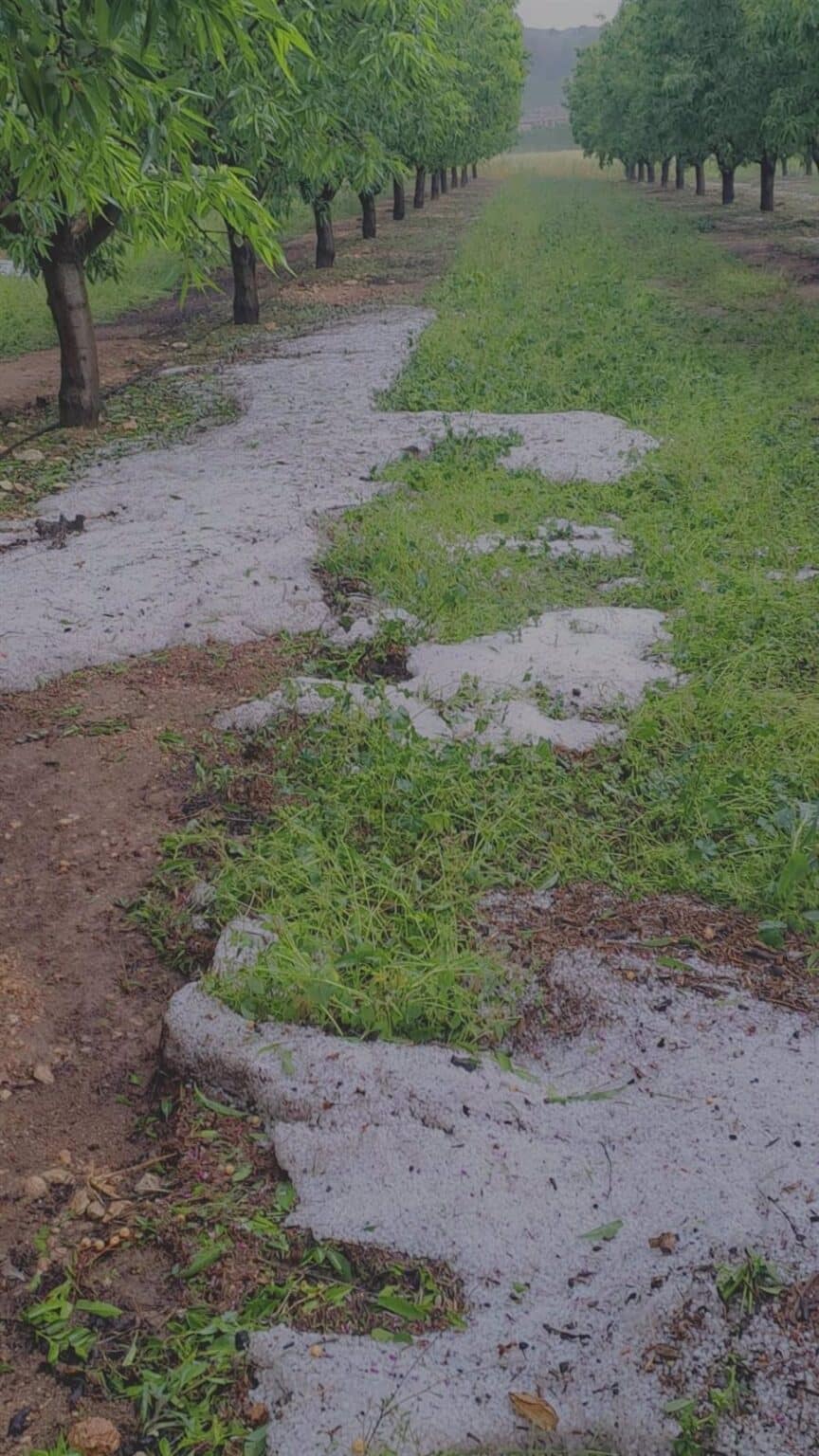 Hellín solicita ayudas urgentes tras la "devastadora" tormenta del 10 de mayo a Junta, Diputación y Subdelegación