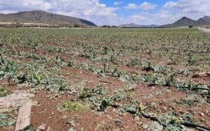 Diputación Albacete aprobará solicitar la declaración de zona gravemente afectada para municipios dañados por granizadas