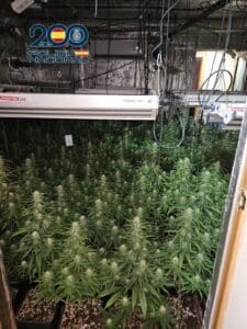 Policía Nacional desmantela dos plantaciones 'indoor' en Talavera con cerca de 1.000 plantas de marihuana