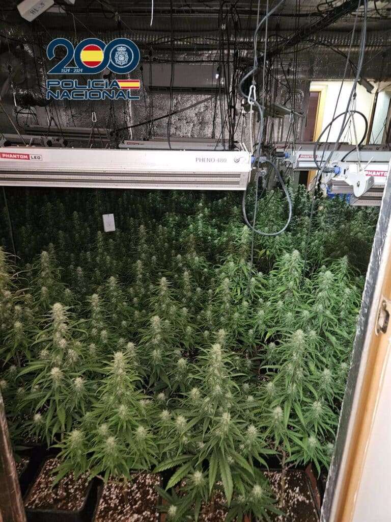 Policía Nacional desmantela dos plantaciones 'indoor' en Talavera con cerca de 1.000 plantas de marihuana