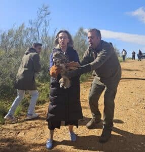 Un búho real recuperado en el CREA del Zoo Municipal de Guadalajara vuelve a su hábitat natural en Usanos