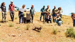 Vírgula, hembra de lince ciudadrealeña que encendió la luz en Badajoz en pleno apagón mientras España se fundía a negro