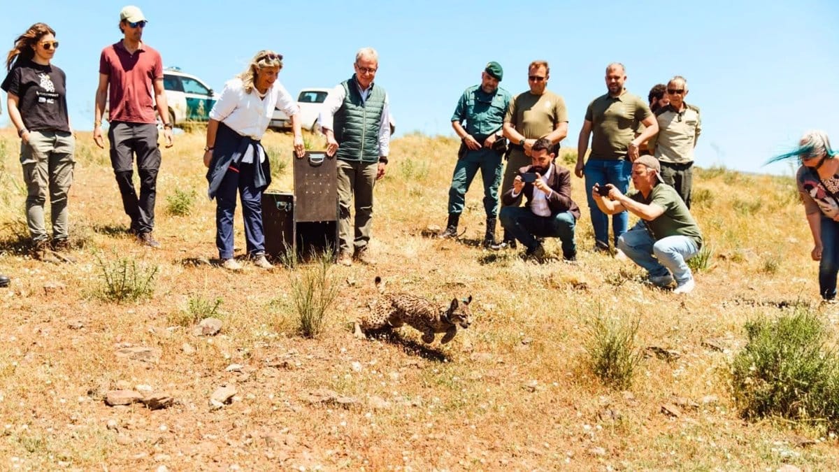 Vírgula, hembra de lince ciudadrealeña que encendió la luz en Badajoz en pleno apagón mientras España se fundía a negro