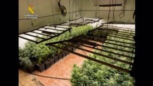 VÍDEO: Desmantelan una plantación con 1.450 plantas de marihuana en una nave en Lillo y detienen a dos personas