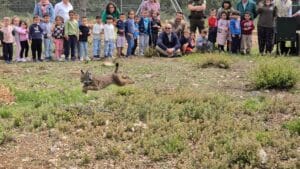 C-LM cede un ejemplar de lince ibérico a CyL, realizando la primera translocación entre comunidades autónomas