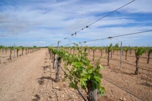 El Gobierno central autoriza 472 nuevas hectáreas a Castilla-La Mancha para nuevas plantaciones de viñedo