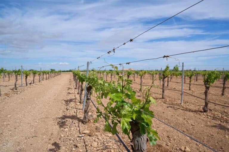El Gobierno central autoriza 472 nuevas hectáreas a Castilla-La Mancha para nuevas plantaciones de viñedo