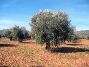 Firmado el convenio del campo de Toledo para unas 3.500 personas trabajadoras