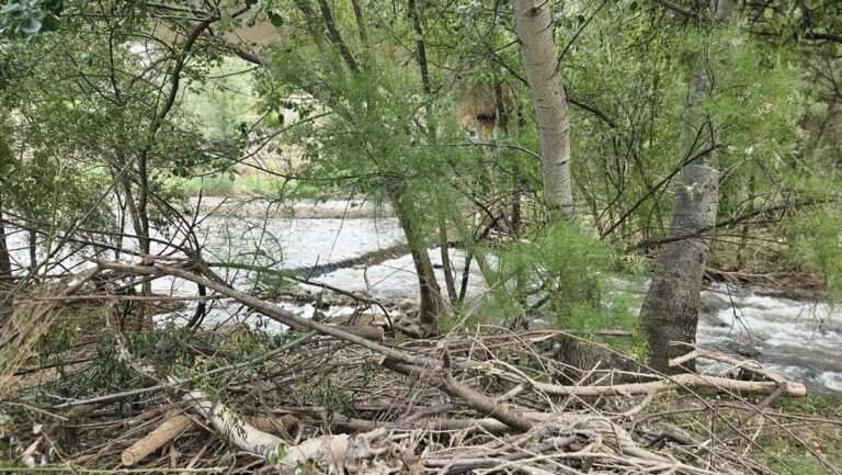 Guadalajara espera retirar unos 250 toneladas de residuos en la limpieza del río Henares