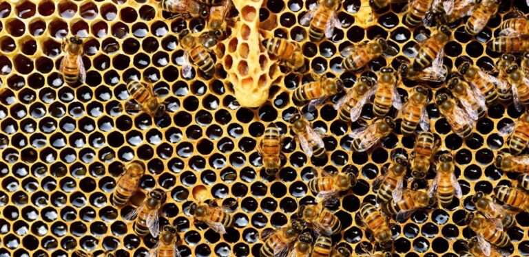 Investigadores en C-LM participan en un proyecto europeo para conseguir abejas "resistentes" al cambio climático