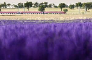 Renfe pondrá en marcha el 3 de julio el 'Tren de la Lavanda' entre Madrid y Guadalajara