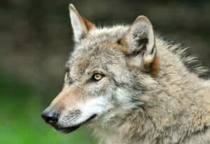 WWF adiverte de que la población de lobo está "estancada" en España y cree que debe volver a la protección especial