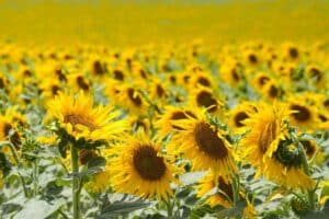 Agricultura formará a más de 1.000 productores para percibir la ayuda al girasol agroambiental