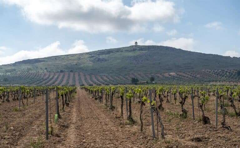 C-LM trabaja en crear un mercado interno que gestione su sumidero de carbono