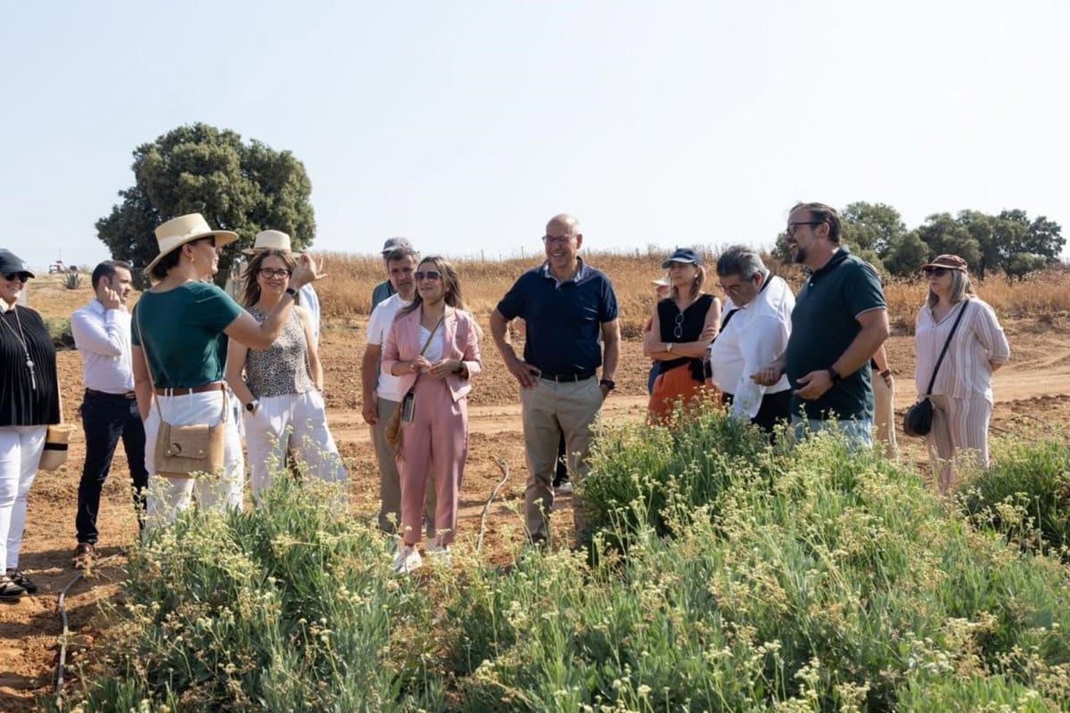 C-LM valora el potencial del cultivo de guayle por su resistencia al cambio climático y su adaptación al suelo