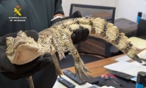 Capturan un caimán yacaré, especie exótica, en el pantano de Almansa