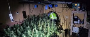 Descubren un cultivo de marihuana en una vivienda de Guadalajara tras producirse un incendio