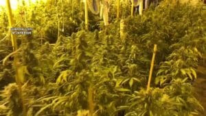 Un detenido tras la desmantelación de una plantación de marihuana 'indoor' de 400 plantas en Chinchilla