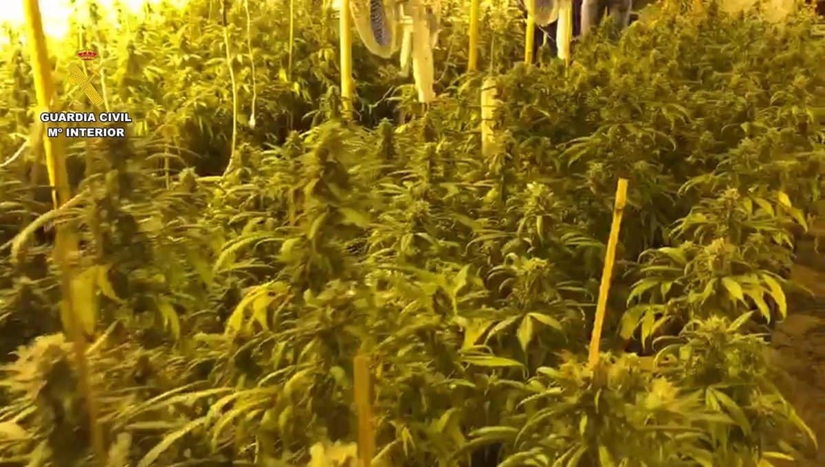 Un detenido tras la desmantelación de una plantación de marihuana 'indoor' de 400 plantas en Chinchilla