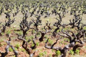 Gobierno y CCAA reparten 195 millones para intervenciones en el sector del vino