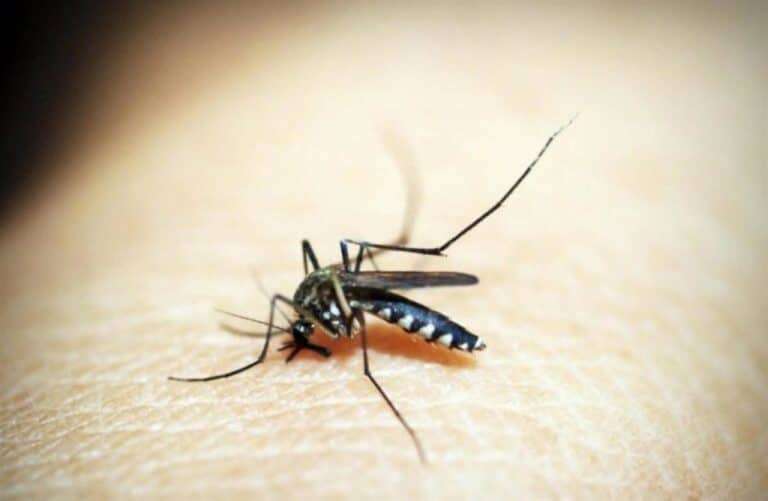 La Consejería de Sanidad refuerza la prevención frente a mosquitos y garrapatas en varios municipios de Guadalajara