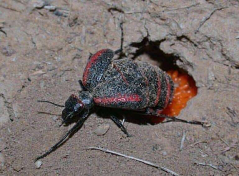 UCLM, entre las instituciones que han creado una base de datos con más de 1 millón de registros sobre 4.600 artrópodos