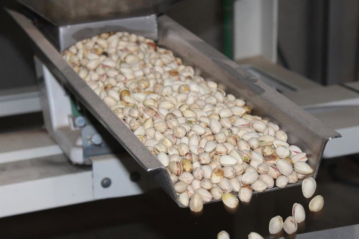 La cosecha de pistacho en C-LM alcanzará las 8.900 toneladas, el cuádruple que el año pasado, según Cooperativas